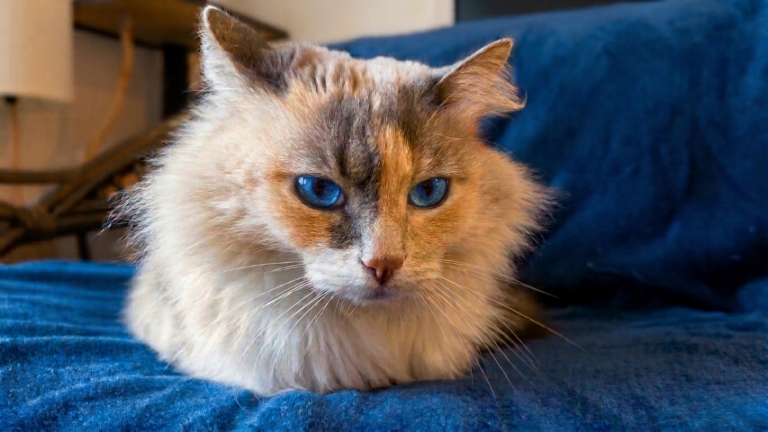 Parabéns, Kika. 8 Anos.
