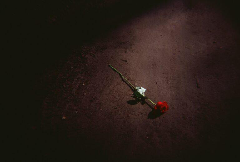 Rosa no chão de terra