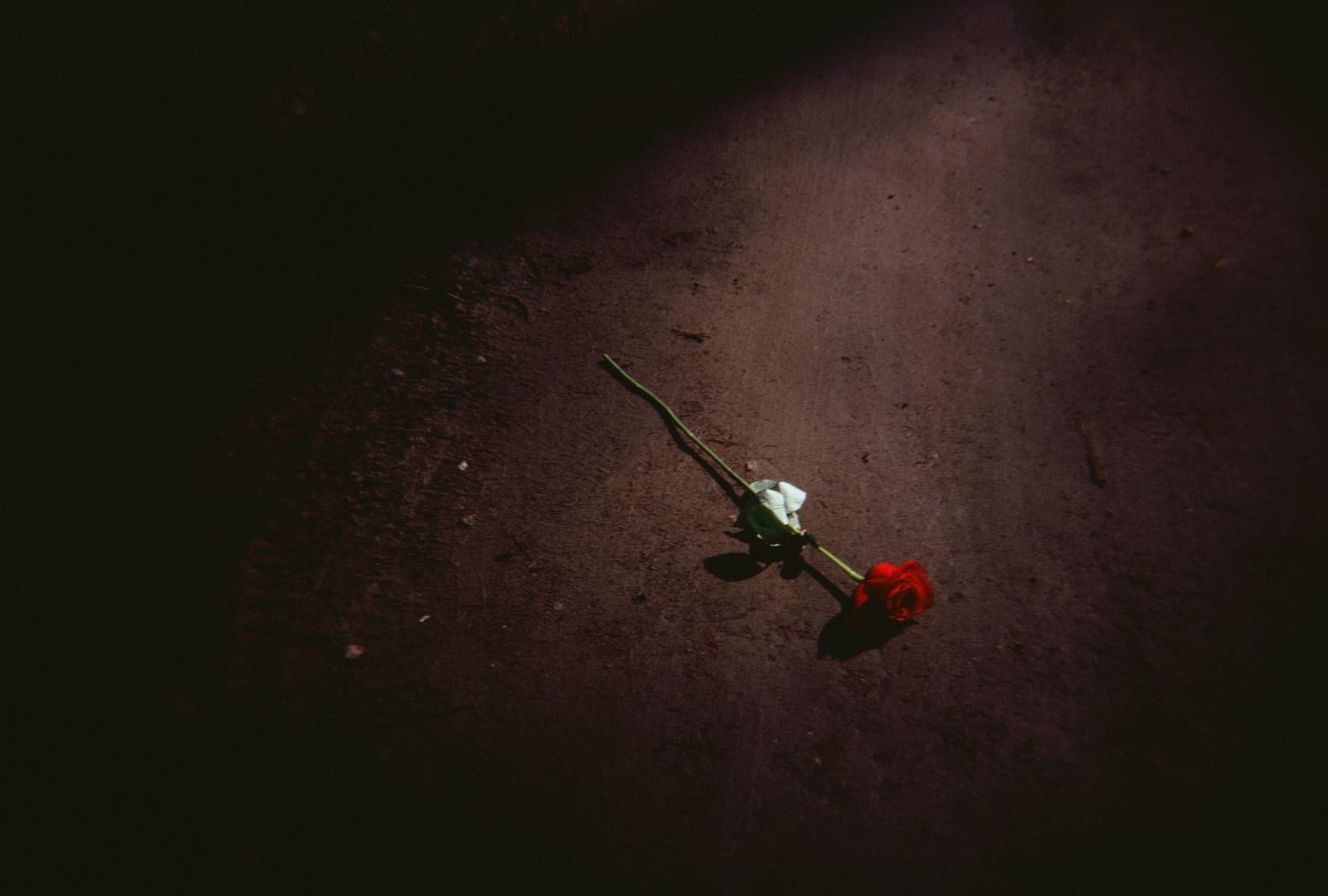 Rosa no chão de terra